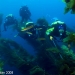  Descending into the kelp forests.JPG